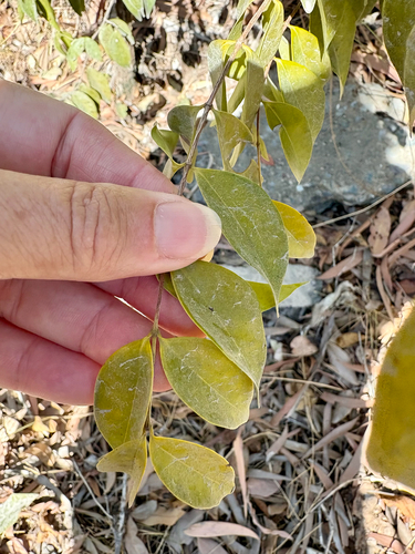 Memecylon pauciflorum observed 2026-09-17