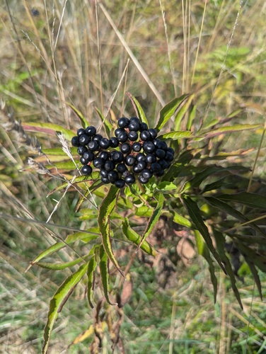 Dwarf Elder