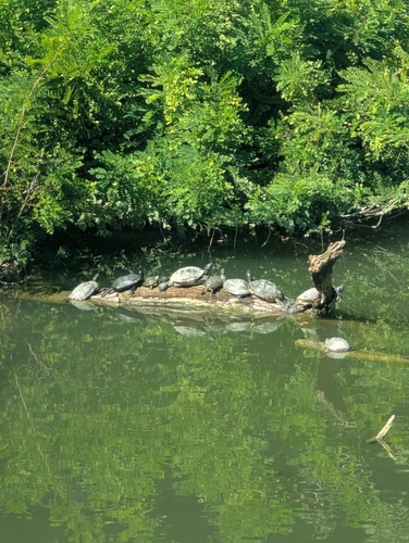 Pond Slider
