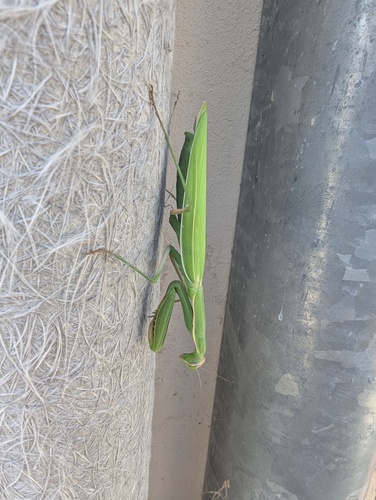 European Mantis