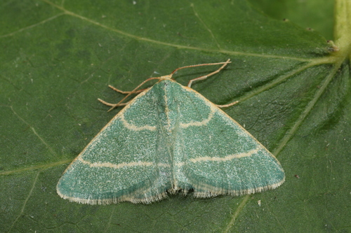 Microloxia herbaria