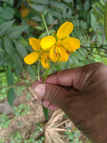 Coffee Senna