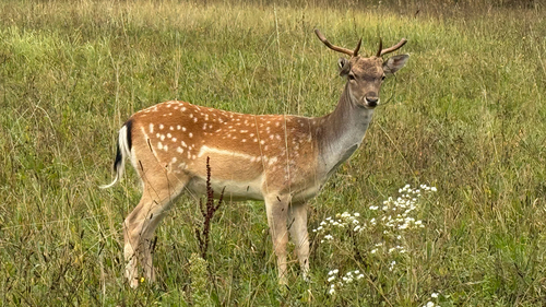 European Fallow Deer