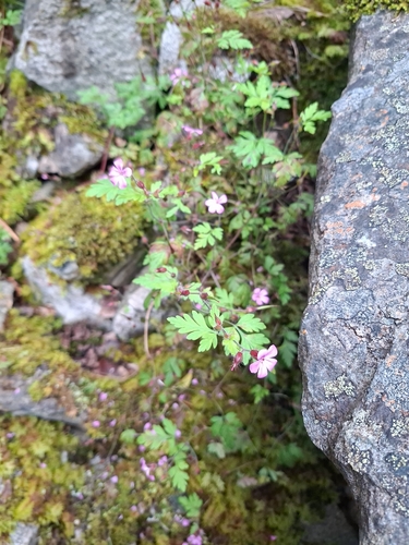 Herb Robert