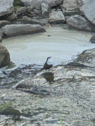White-throated Dipper