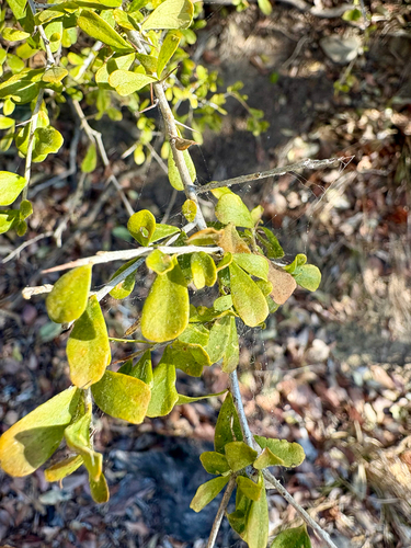 Pittosporum spinescens, 2026-09-17