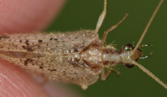 Hemerobius humulinus