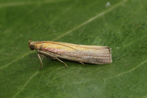 Rosy-striped Knot-horn