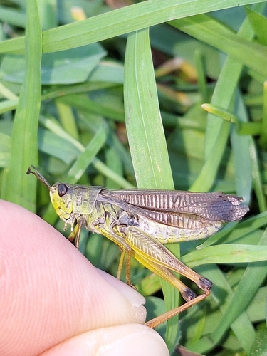 Ladder Grasshopper