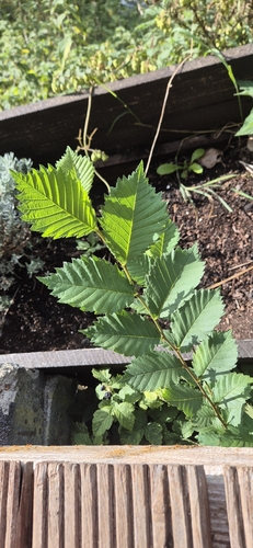 Fluttering Elm