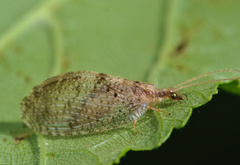 Hemerobius humulinus