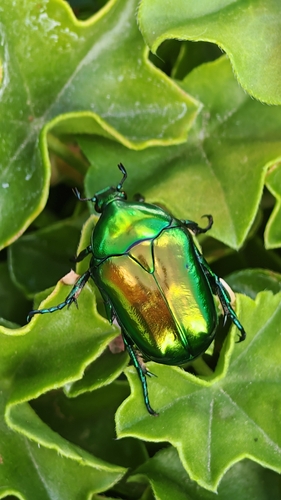 Big Rose-chafer