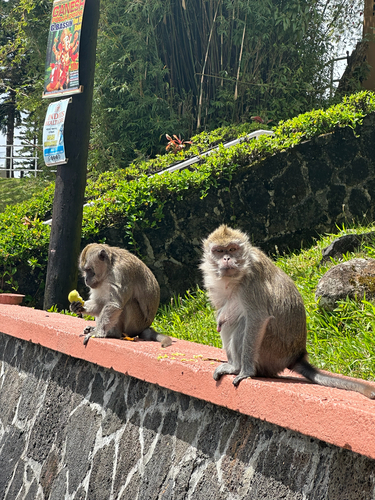 Long-tailed Macaque