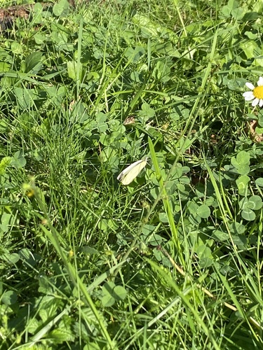 Small White