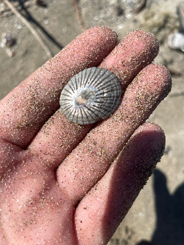 Cellana nigrolineata observed 2026-09-17