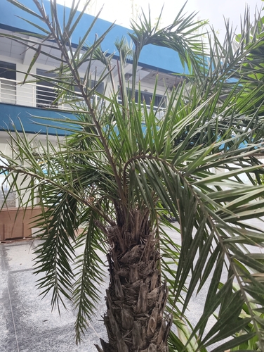 Spiny Date Palm