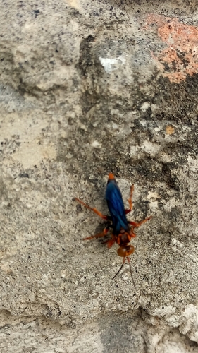 Liris aurulentus observed 2026-09-17