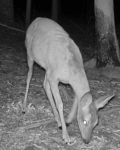 Western Roe Deer