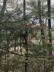 Pheucticus ludovicianus