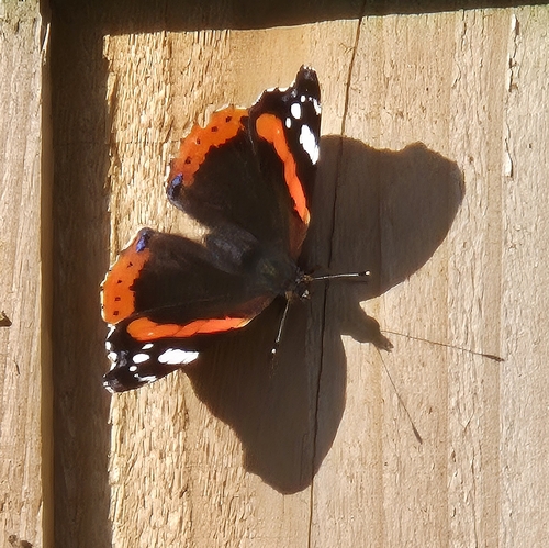 Red Admiral