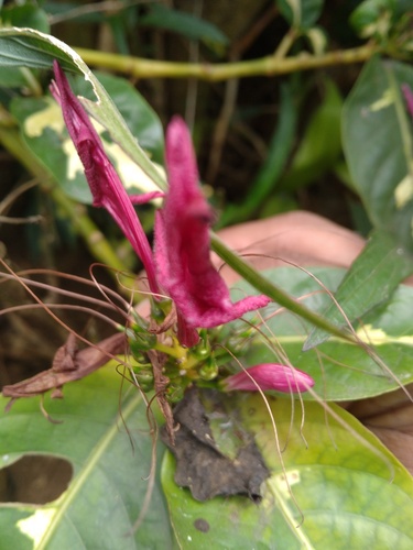 Graptophyllum pictum observed 2026-09-17