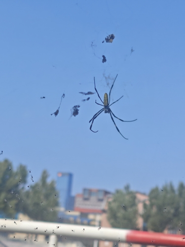 Joro Spider