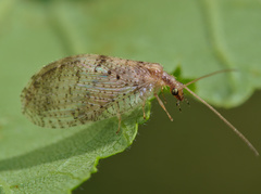 Hemerobius humulinus