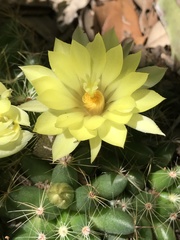 Mammillaria sphaerica
