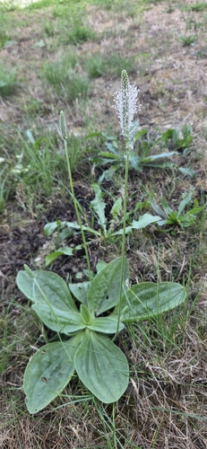 Hoary Plantain