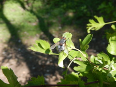 Blepharipa pratensis