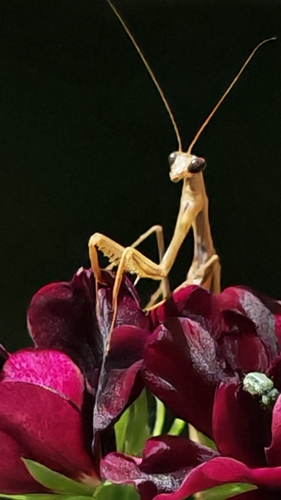 European Mantis