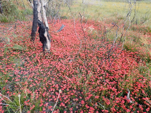 Kennedia coccinea, photograph 4