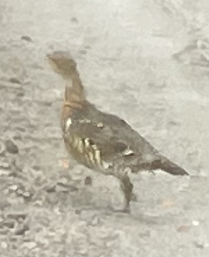 Western Capercaillie