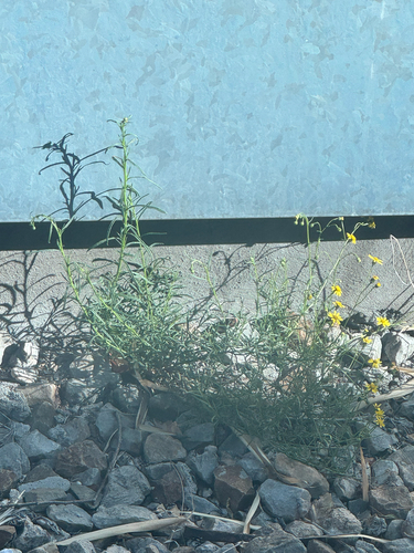 Narrow-leaved Ragwort