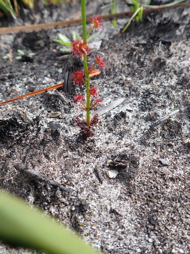 Drosera fimbriata