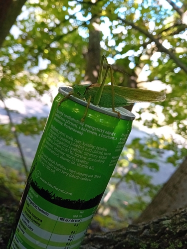 Great Green Bush-cricket