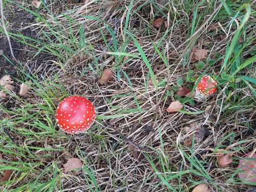 Fly Agaric