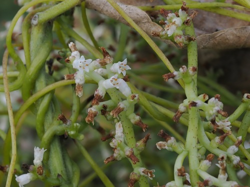 Cuscuta japonica