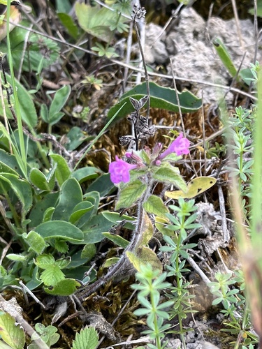 Wild Basil