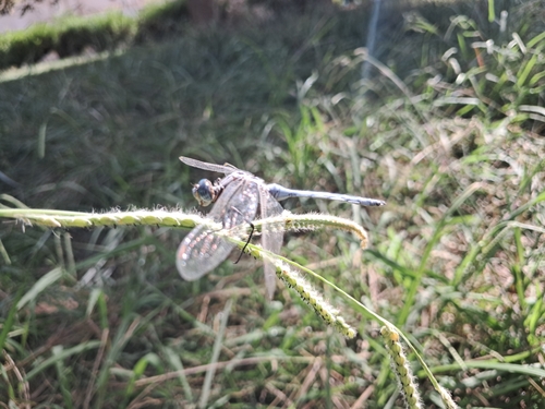 Epaulet Skimmer