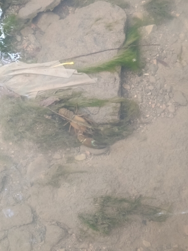 Signal Crayfish