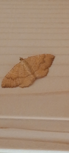Yellow Shell Moth