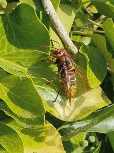 European Hornet