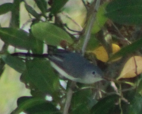 Blue-gray Gnatcatcher
