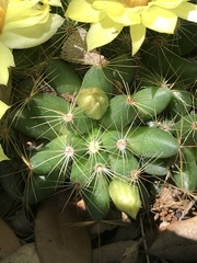 Mammillaria sphaerica