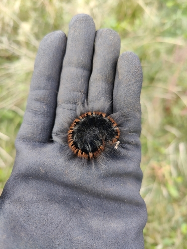 Fox Moth