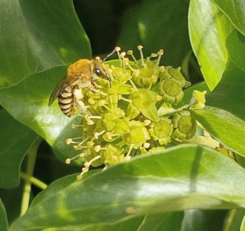 Ivy Cellophane Bee