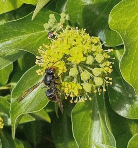Yellow-legged Hornet