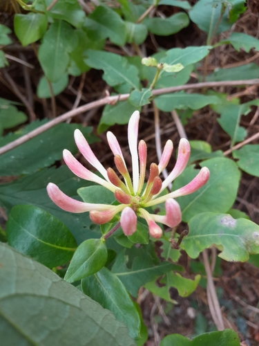 Common Honeysuckle