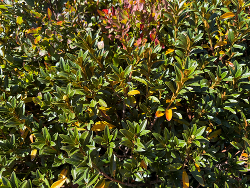 Rusty-leaved Alpenrose